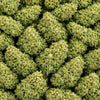 Collection fleurs CBD haut de gamme aux têtes denses et résineuses - Marina CBD.